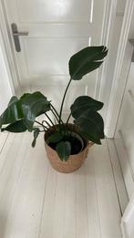 Strelitzia Nicolai (Paradijsvogelplant)+ Elho pot, Tuin en Terras, Planten | Tuinplanten, Volle zon, Vaste plant, Bloeit niet