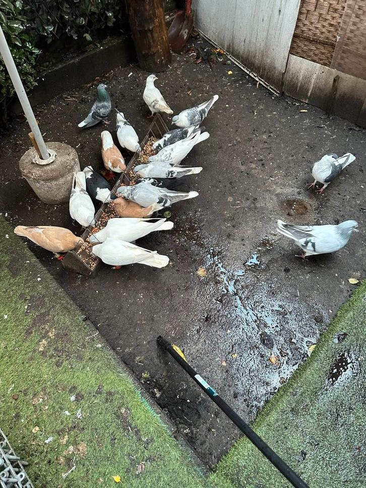0641701524, Dieren en Toebehoren, Vogels | Parkieten en Papegaaien, Parkiet, Mannelijk