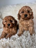 Cava po pups mini doodle cavapoo puos, Dieren en Toebehoren, Nederland, Overige rassen, 8 tot 15 weken, CDV (hondenziekte)