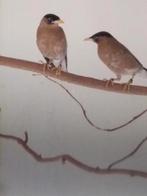 1 - 0 pagode spreeuw 2025, Dieren en Toebehoren, Vogels | Overige Vogels, Mannelijk, Geringd