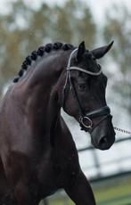 Super brave ruin!, 175 cm of meer, Gechipt, Ruin, Dressuurpaard