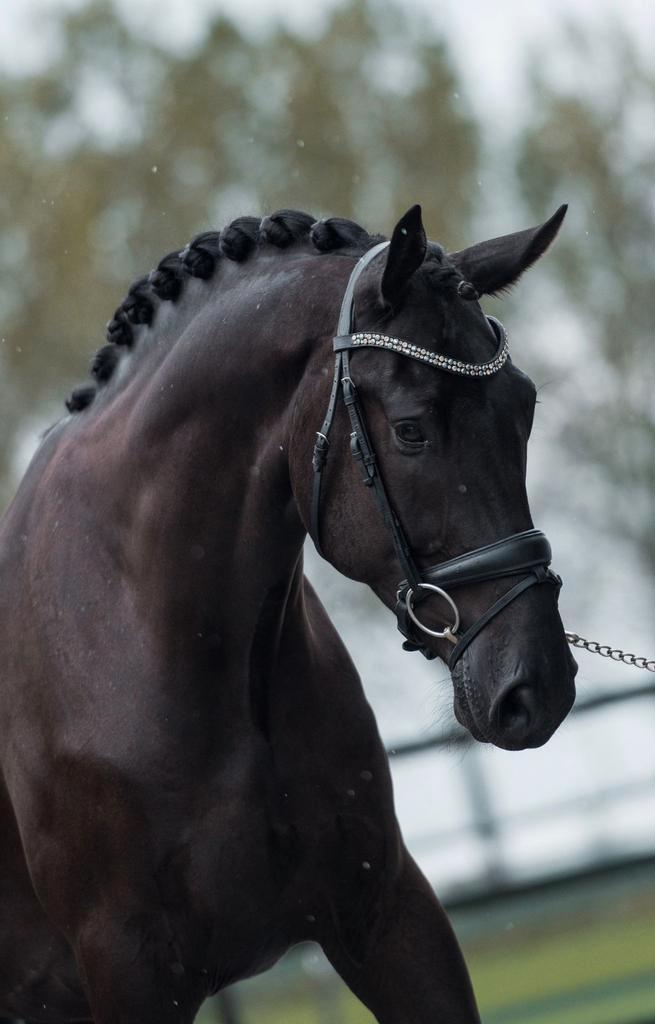 Super brave ruin!, Dieren en Toebehoren, Paarden, Ruin, L, 175 cm of meer, 3 tot 6 jaar, Dressuurpaard, Met stamboom, Gechipt