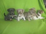 Prachtige jack russell pups, Jack Russell Terriër, CDV (hondenziekte), 8 tot 15 weken, Meerdere