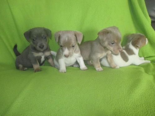 Prachtige jack russell pups, Dieren en Toebehoren, Honden | Jack Russells en Terriërs, Meerdere dieren, Jack Russell Terriër, Particulier
