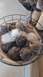 Britse korthaar/langhaar kittens, Geslacht onbekend, Ontwormd, 0 tot 2 jaar