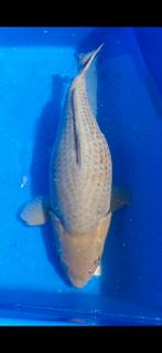 (14) Koi / Koi karper - Ochiba / Soragoi 52 cm., Karper of Koi