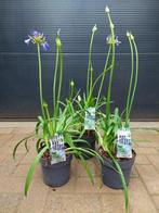 Agapanthus Africanus 'Ever Sapphire' -Afrikaanse Lelie H74cm, Volle zon, Vaste plant, Zomer, Ophalen
