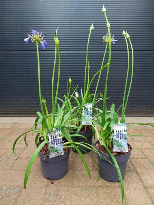 Agapanthus Africanus 'Ever Sapphire' -Afrikaanse Lelie H74cm, Tuin en Terras, Planten | Tuinplanten, Vaste plant, Overige soorten