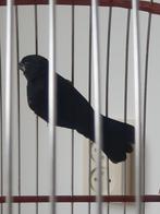 Picolet twatwa, Mannelijk