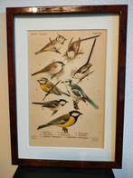Litho Floericke Koolmees Nonnetje Zwarte- Pimpelmees 1922, Ophalen of Verzenden