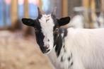 Dwerggeiten | Jonge, tamme geiten | Deskundig advies!, Dieren en Toebehoren, Vrouwelijk, Geit, 0 tot 2 jaar