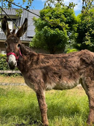 Lieve ezel merrie zoekt nieuw huisje beschikbaar voor biedingen