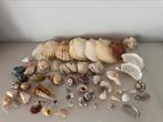 Set van diverse schelpen, Verzamelen, Mineralen en Fossielen, Ophalen of Verzenden, Schelp(en)