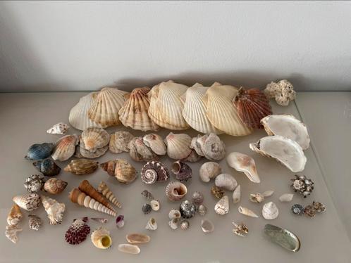 Set van diverse schelpen, Verzamelen, Mineralen en Fossielen, Schelp(en), Ophalen of Verzenden