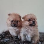Pomeriaan pups, Dieren en Toebehoren, Honden | Poolhonden, Keeshonden en Oertypen, Keeshond, 8 tot 15 weken, Teef, Meerdere