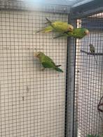 Pruimkop pruimenkoppen, Dieren en Toebehoren, Vogels | Parkieten en Papegaaien, Meerdere dieren, Parkiet, Geringd