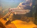 Draadgourami ( snakeskin ), Dieren en Toebehoren, Vissen | Aquariumvissen, Vis, Zoetwatervis