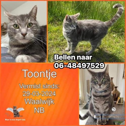 vermiste kat vermiste dieren, Dieren en Toebehoren, Katten en Kittens | Overige Katten, Kortharig, Kater, 3 tot 5 jaar