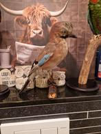 taxidermie opgezette Vlaamse gaai, Verzamelen, Dierenverzamelingen, Ophalen of Verzenden, Zo goed als nieuw, Vogel, Opgezet dier