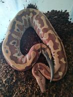 1:0 Python Brongersmai (bloedpython) n.k. 2019, Slang, 3 tot 6 jaar