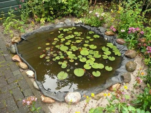 waterlelies, Tuin en Terras, Planten | Tuinplanten, Vaste plant, Overige soorten, Volle zon, Zomer, Ophalen