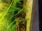 Aquarium plant, Vis
