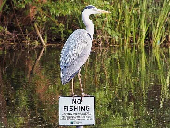 Reiger schrik, houd rover weg bij uw vijver, Tuin en Terras, Vijver-toebehoren, Nieuw, Overige typen, Ophalen of Verzenden