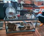 Hamster kooi van glas, Dieren en Toebehoren, Knaagdieren en Konijnen | Hokken en Kooien, Kooi, Zo goed als nieuw, Ophalen, Minder dan 60 cm