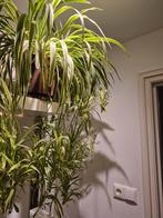 Graslelie stekken met bloemen, Huis en Inrichting, Kamerplanten, Verzenden, 100 tot 150 cm, Overige soorten, Halfschaduw