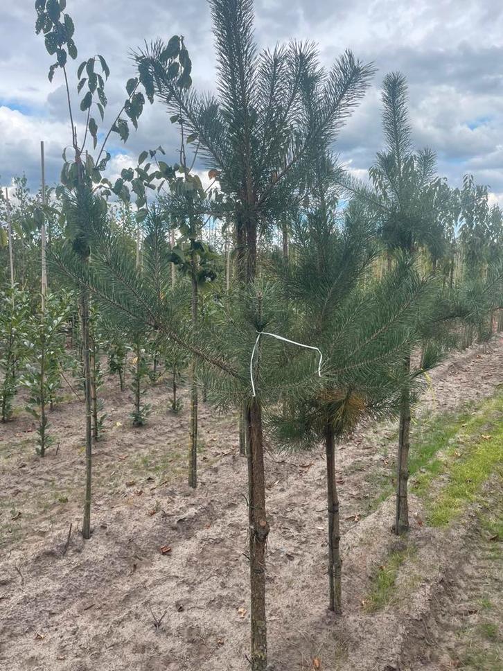 Pinus sylvestris 100-125 cm tot 12-14 cm, Tuin en Terras, Planten | Struiken en Hagen, Conifeer, 100 tot 250 cm, Ophalen of Verzenden