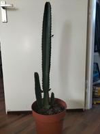 Cactus, Huis en Inrichting, Cactus, Ophalen