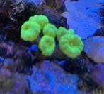 Caulustrea ultra green, Dieren en Toebehoren, Vissen | Aquariumvissen, Overige typen, Zoutwatervis