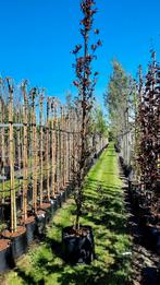 Fagus sylvatica 'Dawyck Purple' (Rode zuilbeuk)🍁, Tuin en Terras, Planten | Bomen, Ophalen, Overige soorten