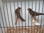 Roodmus poppen, Dieren en Toebehoren, Vrouwelijk, Geringd