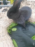 Mix van vlaamsereus en een normaal konijntje baby konijntjes, Geslacht onbekend, Groot, 0 tot 2 jaar