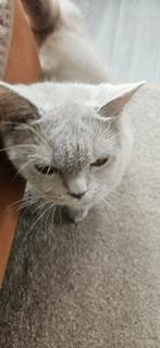 Britse korthaar lichtgrijs, Dieren en Toebehoren, Katten en Kittens | Raskatten | Korthaar