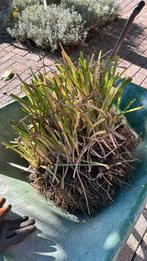 Lelie GRATIS, Tuin en Terras, Ophalen, Overige soorten, Volle zon