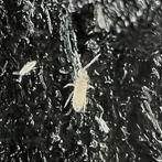 Springstaartjes (Collembola sp.), Dieren en Toebehoren, Insecten en Spinnen, Overige soorten