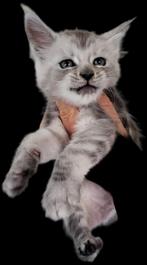Maine Coon kittens 🧺, Dieren en Toebehoren, Katten en Kittens | Raskatten | Langhaar, Meerdere dieren, Gechipt, 0 tot 2 jaar