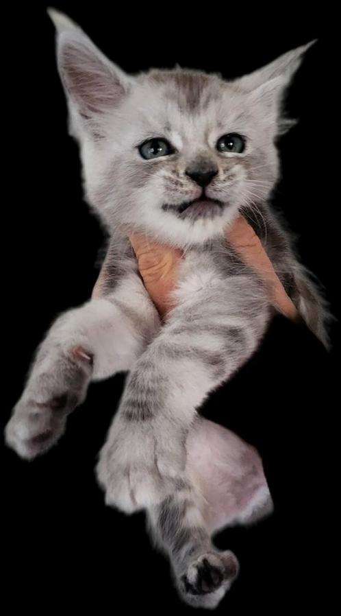 Maine Coon kittens id garantiecontract, Dieren en Toebehoren, Katten en Kittens | Raskatten | Langhaar, Meerdere dieren, 0 tot 2 jaar
