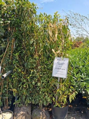 Prunus lusitanica angustifolia, 170 cm hoog €29,95 pst  beschikbaar voor biedingen