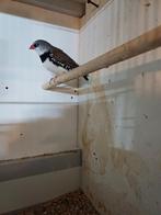 Diamandvink, Dieren en Toebehoren, Vogels | Kanaries, Mannelijk