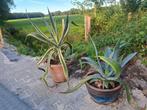 Agave planten in pot, Ophalen, Vaste plant, Overige soorten