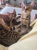 3 raszuivere prachtige, lieve bengaal katertjes te koop, Dieren en Toebehoren, Katten en Kittens | Raskatten | Korthaar, Meerdere dieren