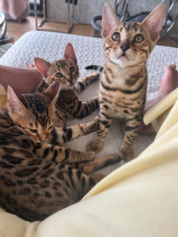3 raszuivere prachtige, lieve bengaal katertjes te koop, Dieren en Toebehoren, Katten en Kittens | Raskatten | Korthaar, Meerdere dieren