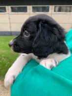Mooie raszuivere Friese stabij pups, 8 tot 15 weken, CDV (hondenziekte), Meerdere, Meerdere dieren