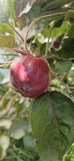 Appelboom +/- 2 meter hoog, Tuin en Terras, Planten | Fruitbomen, Ophalen, 100 tot 250 cm, Appelboom