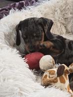 Dwerg teckel pups teckel pup teckel dachshund, Dieren en Toebehoren, Honden | Teckels en Dashonden, Rabiës (hondsdolheid), 8 tot 15 weken