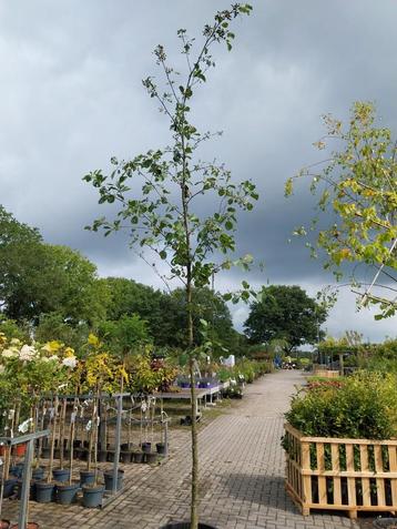 Alnus glutinosa - zwarte els in pot beschikbaar voor biedingen