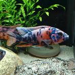 Aulonocara species, Vis